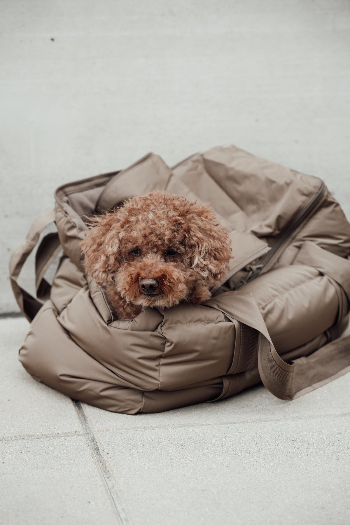 Cloud7 Hundetasche Montreal Reisetasche Hund zum Tragen