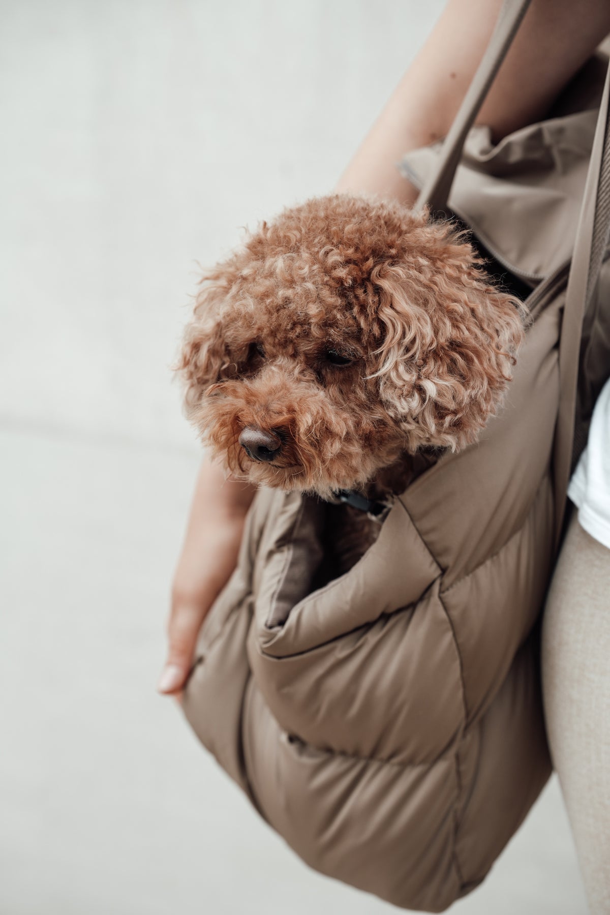 Cloud7 Hundetasche Montreal Tragetasche Hunde gepolstert