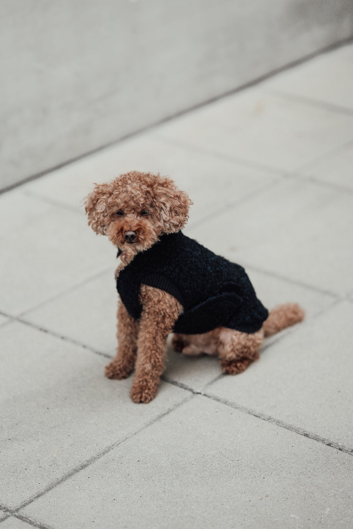 Cloud7 Hundewintermantel Hundepullover Gotland Anthra