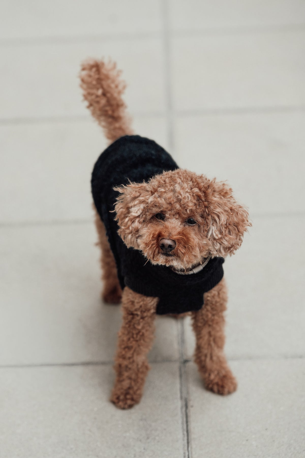 Cloud7 Hundewintermantel Hundepullover Gotland Anthra Hundemantel verstellbar 