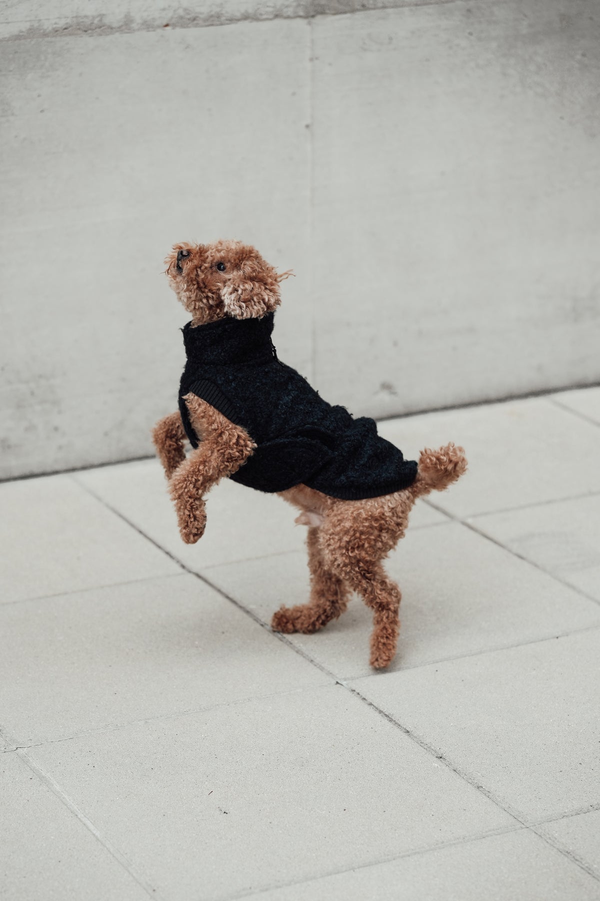 Cloud7 Hundewintermantel Hundepullover Gotland Anthra Hundepullover verstellbar Herbst Winter