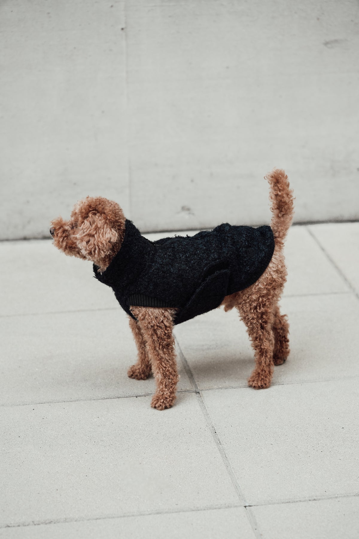 Cloud7 Hundewintermantel Hundepullover Gotland Anthra Hundepullover warm Herbst