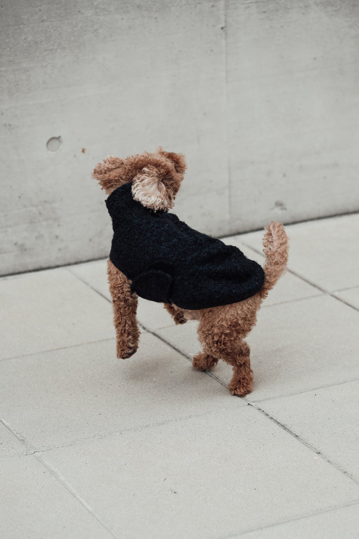 Cloud7 Hundewintermantel Hundepullover Gotland Anthra Hundewintermantel verstellbar wasserabweisend