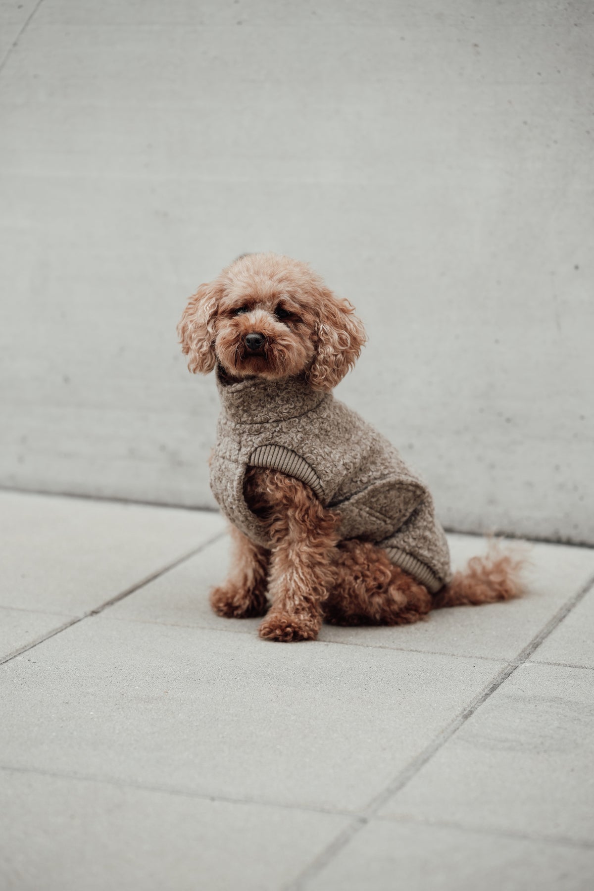 Cloud7 Hundewintermantel Hundepullover Gotland Sandy Brown Hundepullover warm Herbst