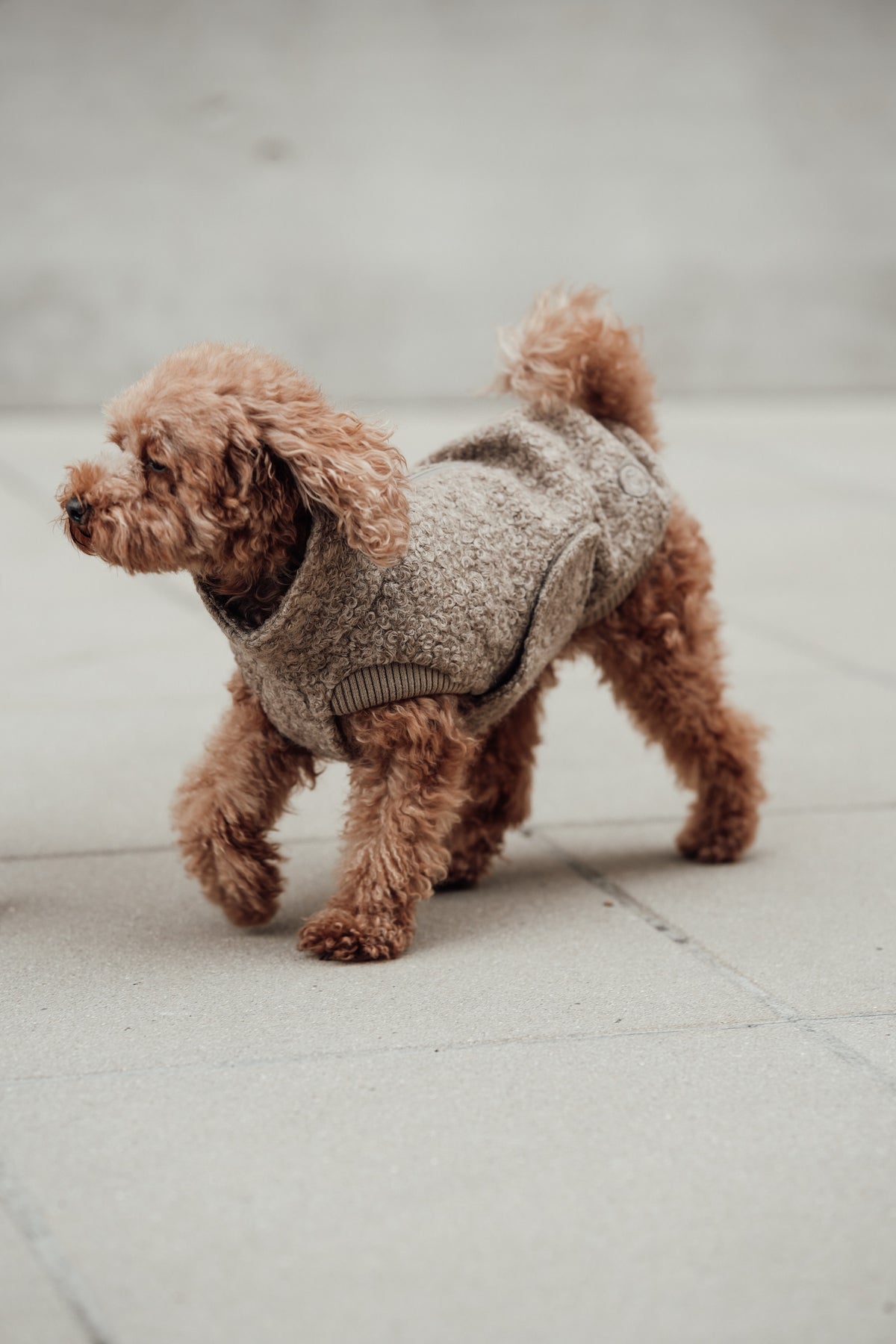 Cloud7 Hundewintermantel Hundepullover Gotland Sandy Brown Hundepullover wasserabweisend waschbar