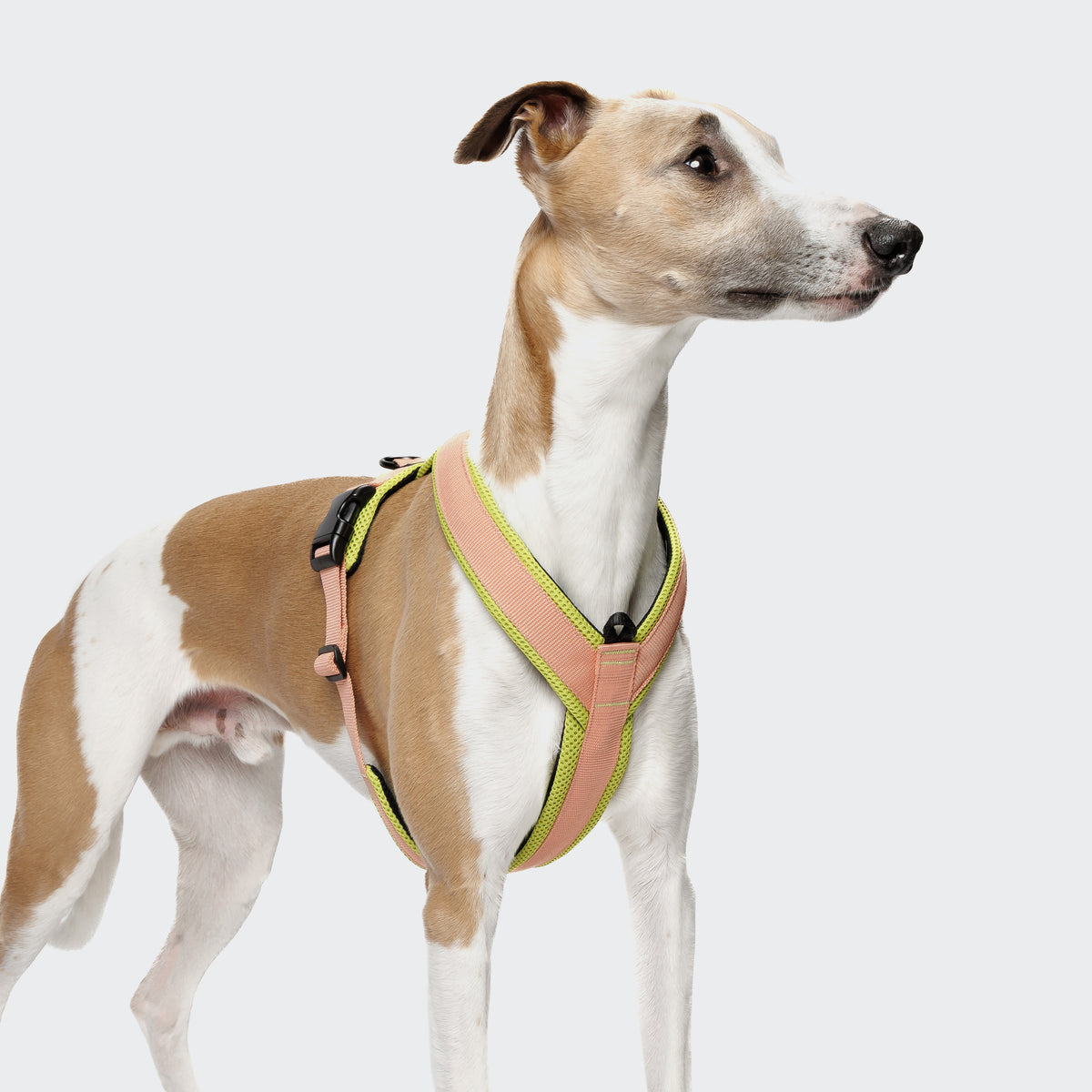 Cloud7 Y-1-Harness Peach / Neon Green
 Geschirr für Hunde Hundegeschirr Joggen