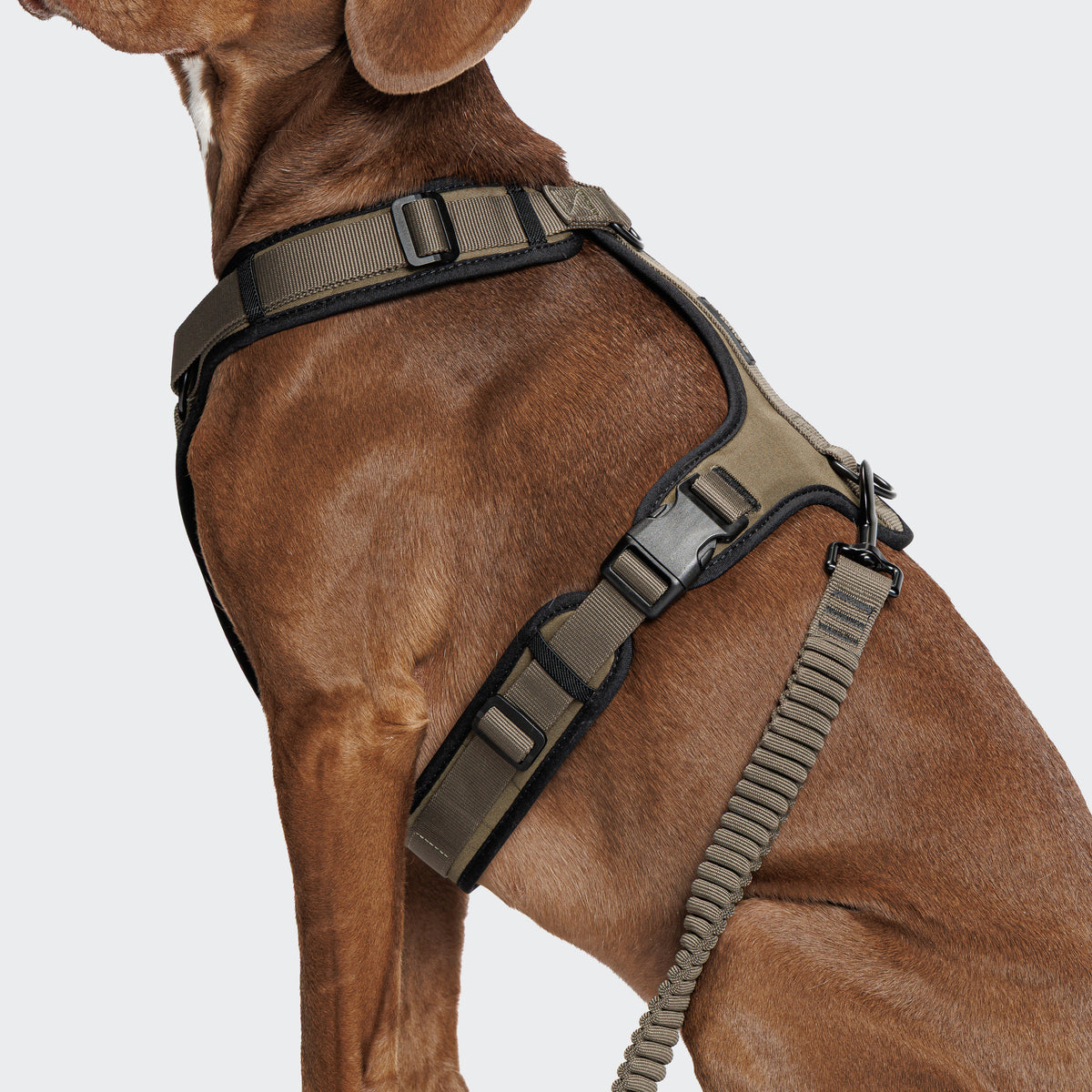 Cloud7 Y-3-Harness AKTIV Olive Geschirr für Hunde Joggingleine für Hunde