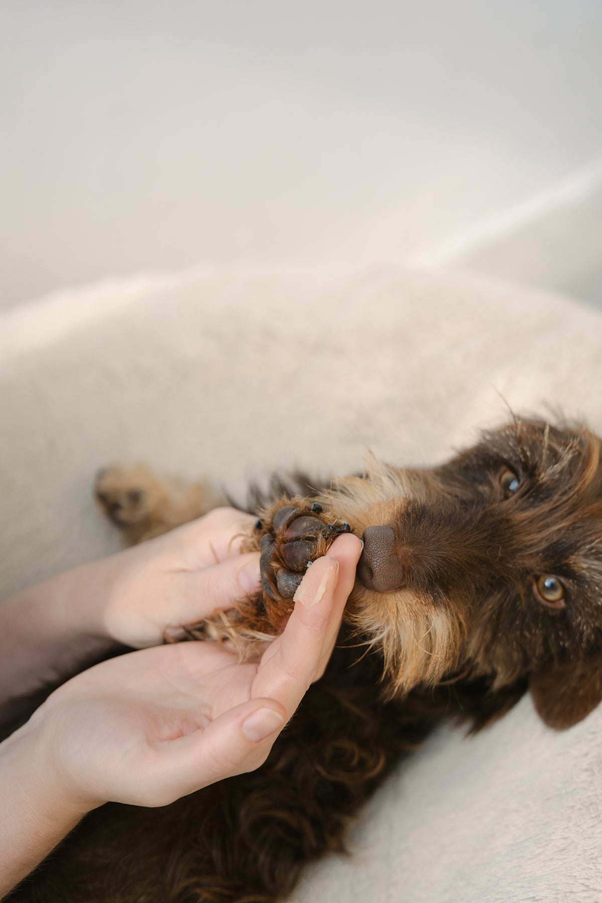 LILA LOVES IT Pfötchenpflege  Pfotenpflege für Hunde Pflegecreme Pfoten Hund 