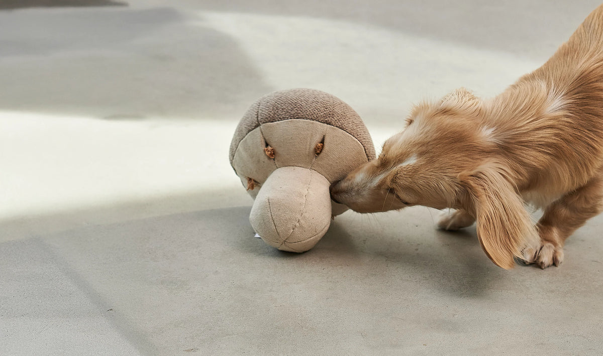 Foresta Schnüffelspielzeug für Hunde Schnüffelpilz Greige Spielzeug für Hunde Hundespielzeug 