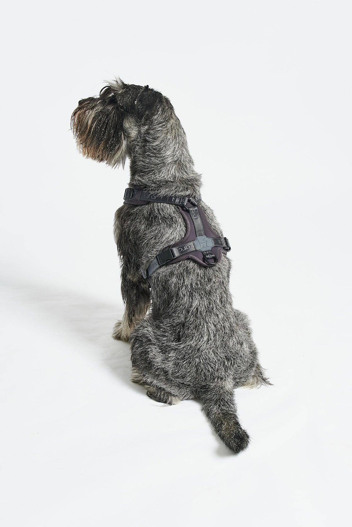 MiaCara Geschirr Modena Asphalt graues Hundegeschirr