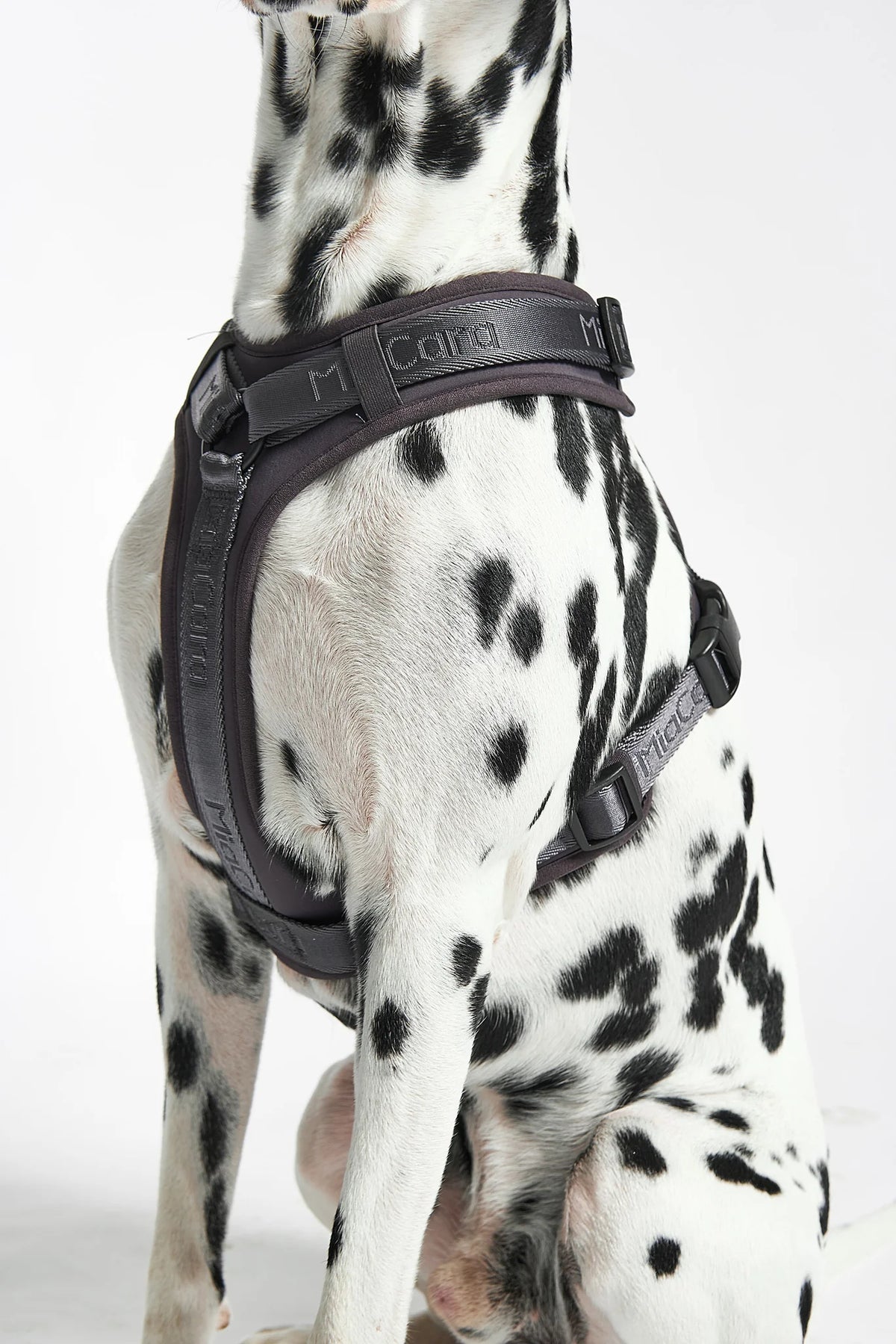 MiaCara Geschirr Modena Asphalt schoenes Hundegeschirr