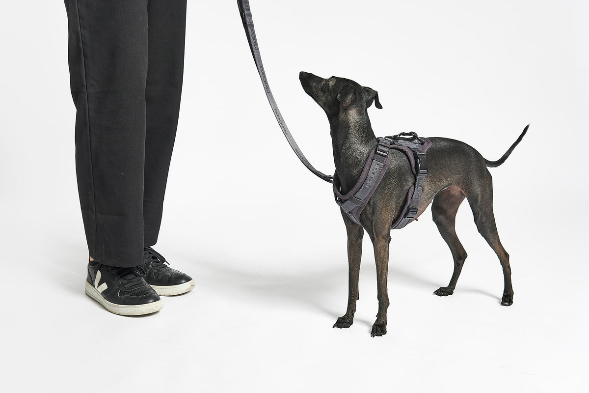 MiaCara Geschirr Modena Asphalt stylisches Hundegeschirr