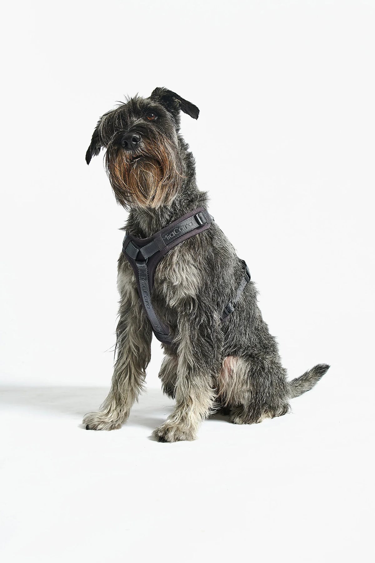 MiaCara Geschirr Modena Asphalt verstellbares Hundegeschirr