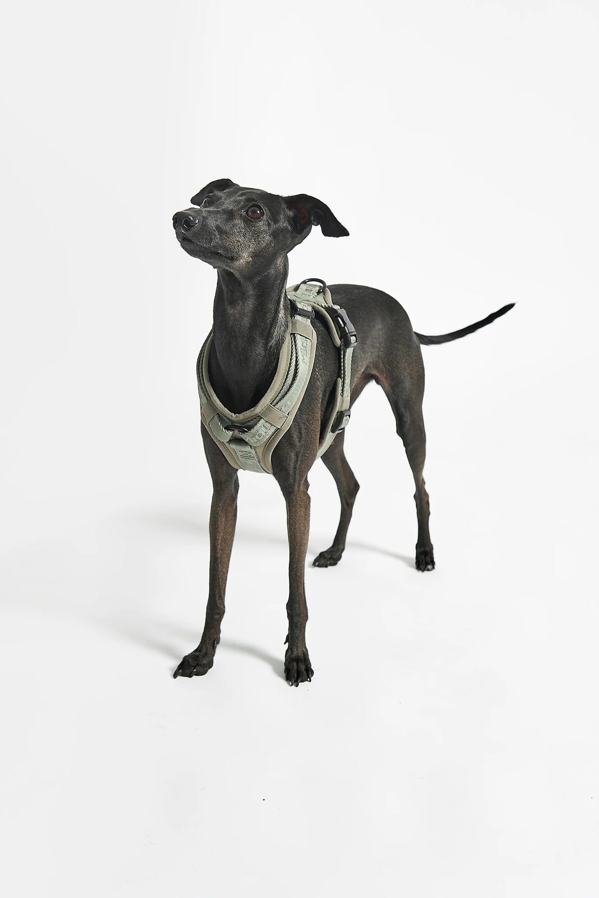 MiaCara Geschirr Modena Grolive Modernes Hundegeschirr fuer kleine und grosse Hunde