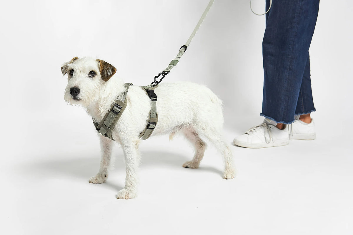 MiaCara Geschirr Modena Grolive gruenes Hundegeschirr