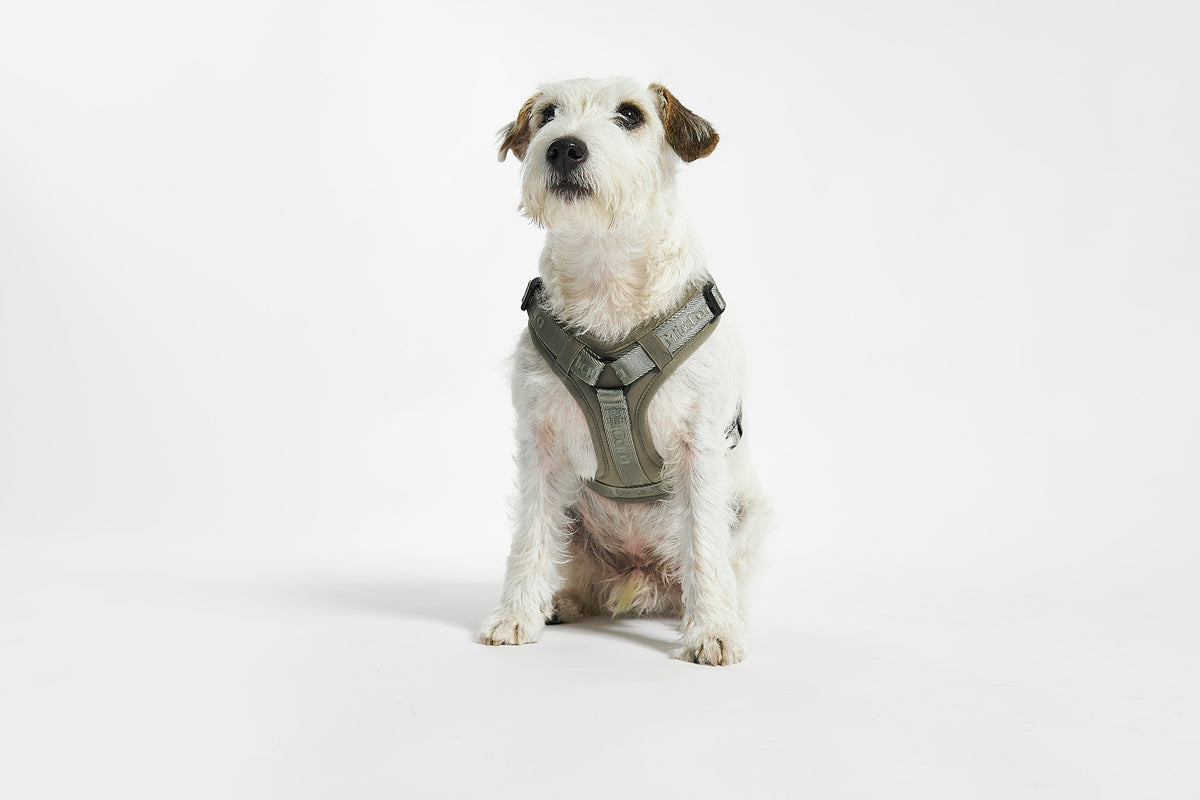 MiaCara Geschirr Modena Grolive schickes Hundegeschirr