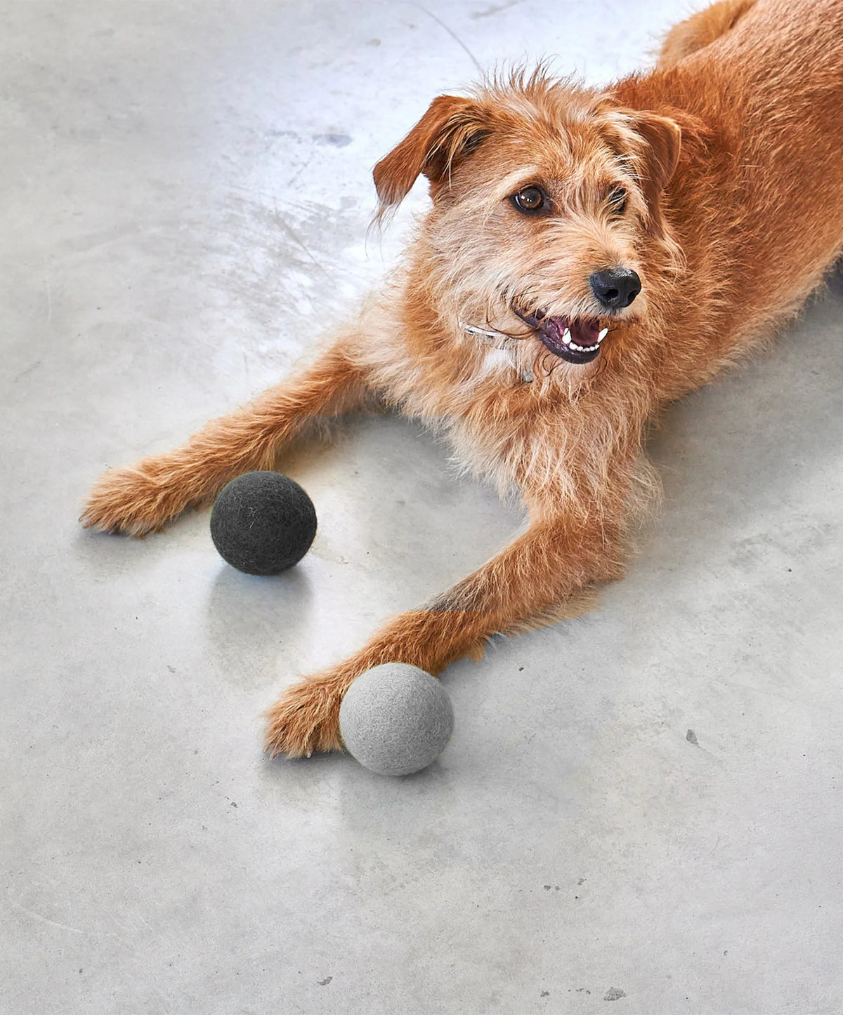 MiaCara Globo Hundeball Beton Spielzeug für Hunde