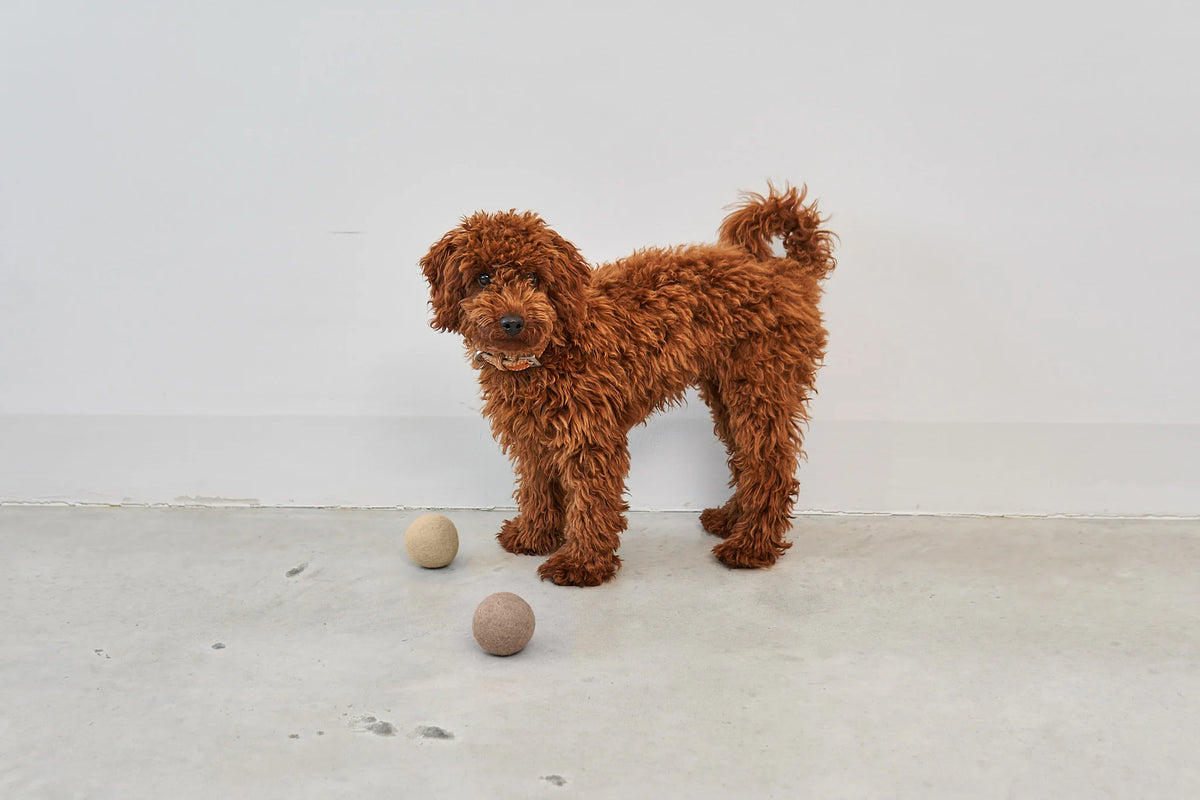 MiaCara Globo Hundeball Nougat Hundespielzeug für Welpen