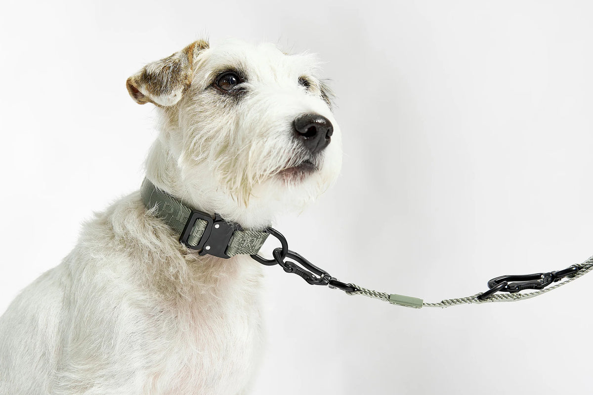 MiaCara Hundehalsband Modena Grolive verstellbares Halsband