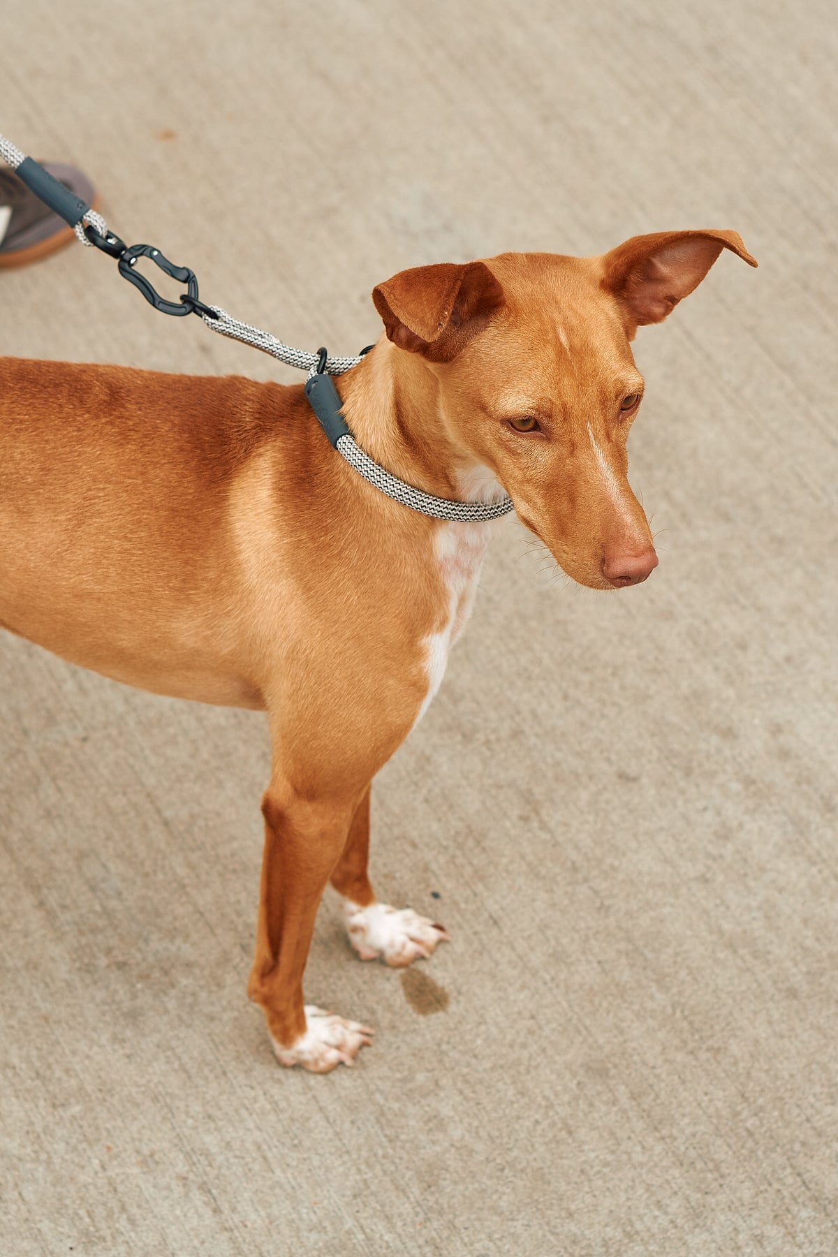 MiaCara Monza Designer Zugstopp Hundehalsband Asphalt Greige Grolive Hundehalsband gassi hundetraining