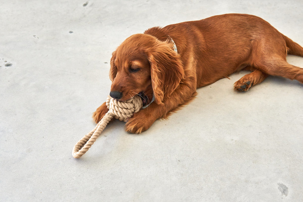 MiaCara Nodo Tau-Spielzeug Greige Beschäftigungsspilezeug Hund Alleinebleiben