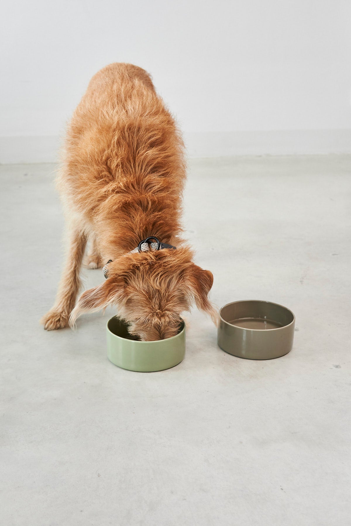 MiaCara Scodella Hundenapf Meadow Porzellannapf für Hunde 