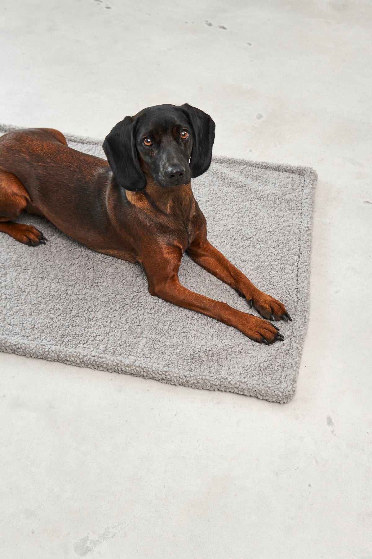 MiaCara Senso Hundedecke Kiesel Bouclé Hundedecke