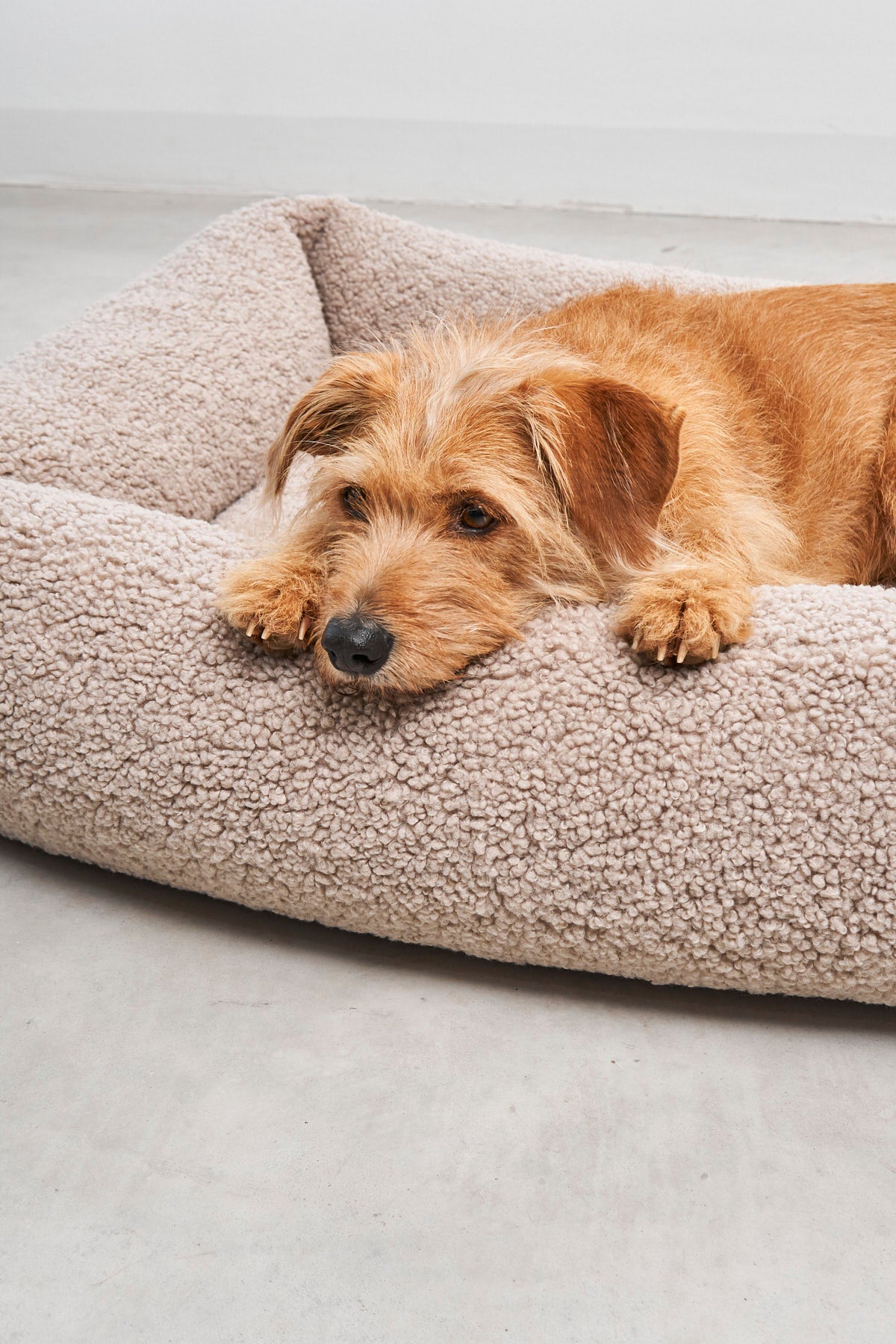 MiaCara Senso Box-Bett Greige Boucle-Hundebett mit Rand