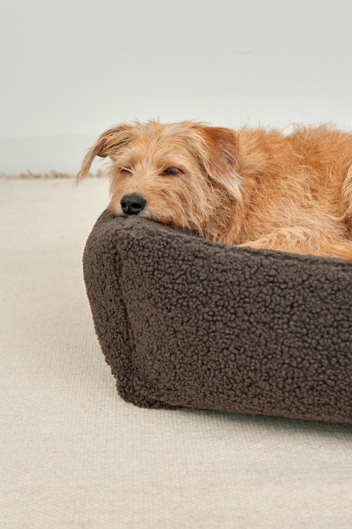 MiaCara Senso Box-Bett Schokolade Hundebett mit Umrandung