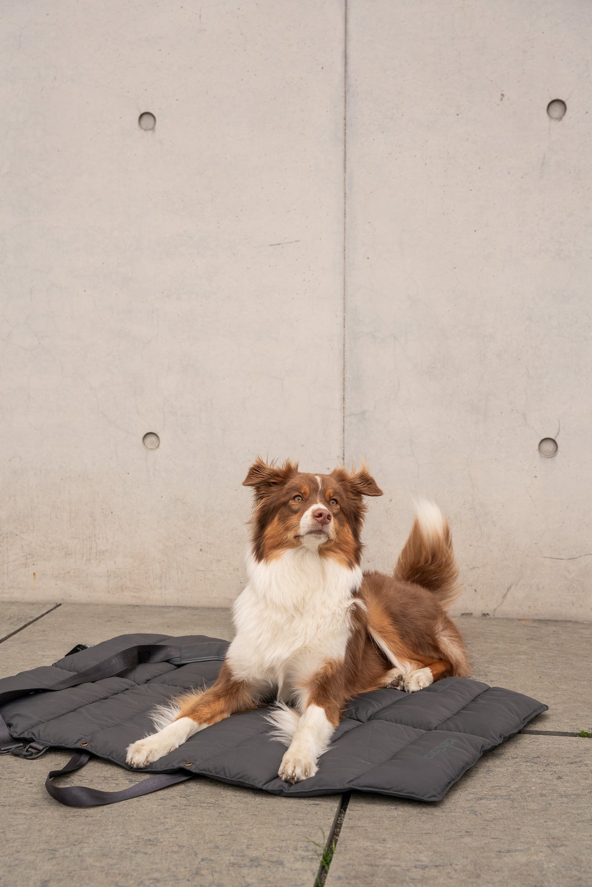 MiaCara Strada travelBed Asphalt Hundedecke für unterwegs faltbar