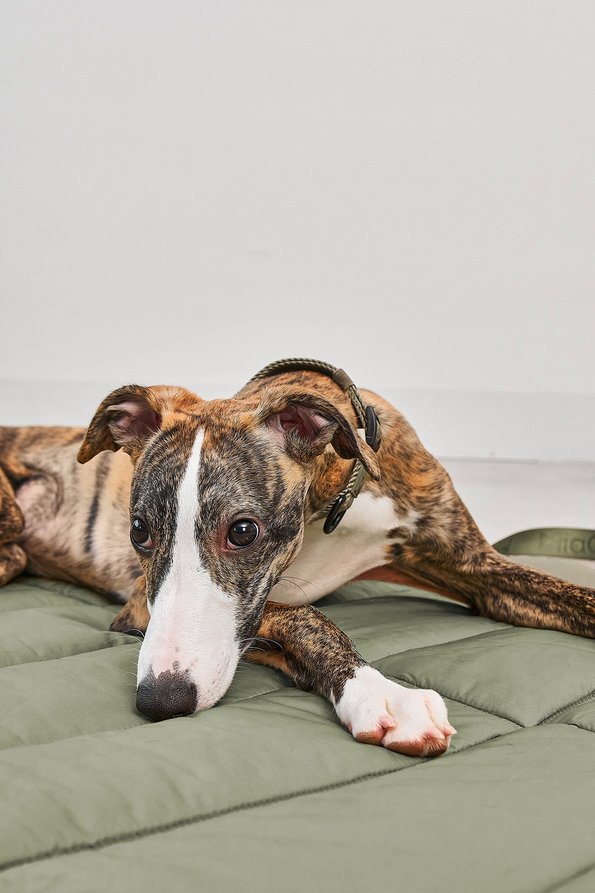 MiaCara Strada travelBed Grolive Hundedecke 