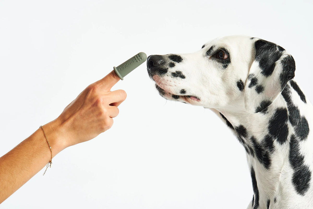 Miacara Dente Hundezahngel  Zahnpasta fuer Hunde