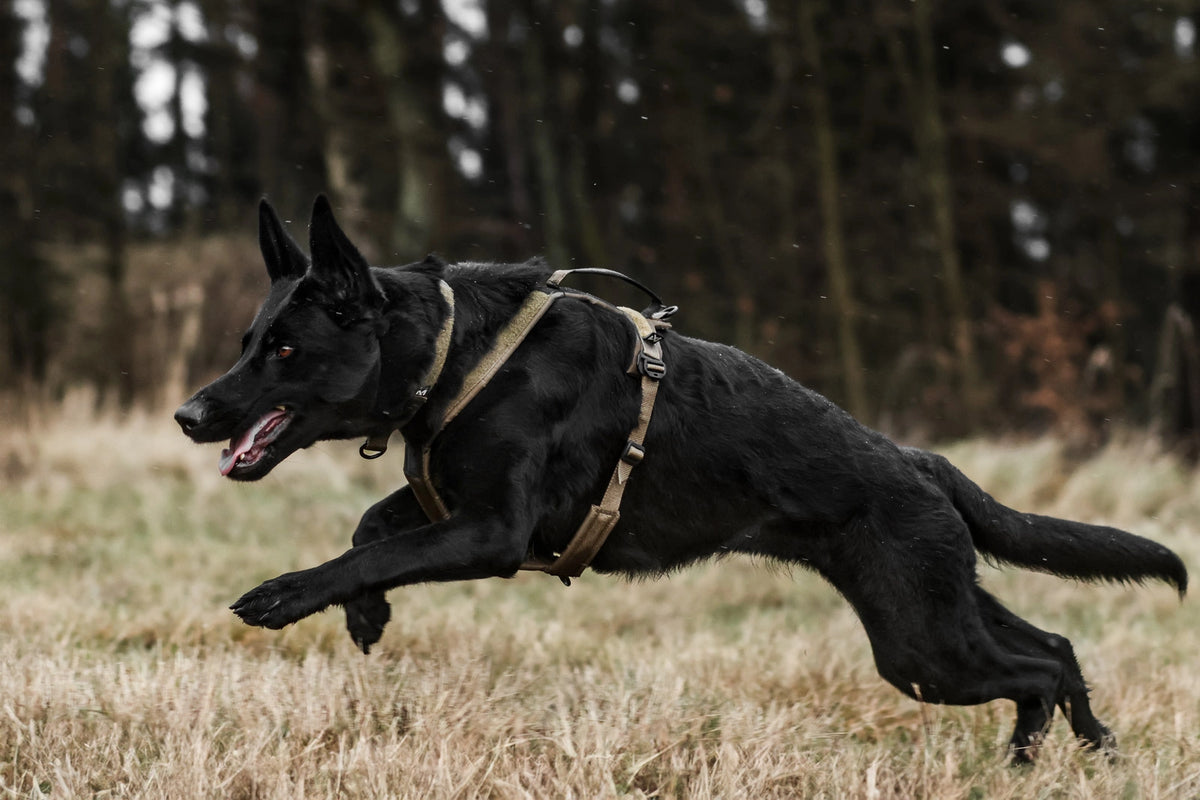 Non-Stop Dogwear Line harness Grip WD Hundegeschirr fuer Arbeitshunde