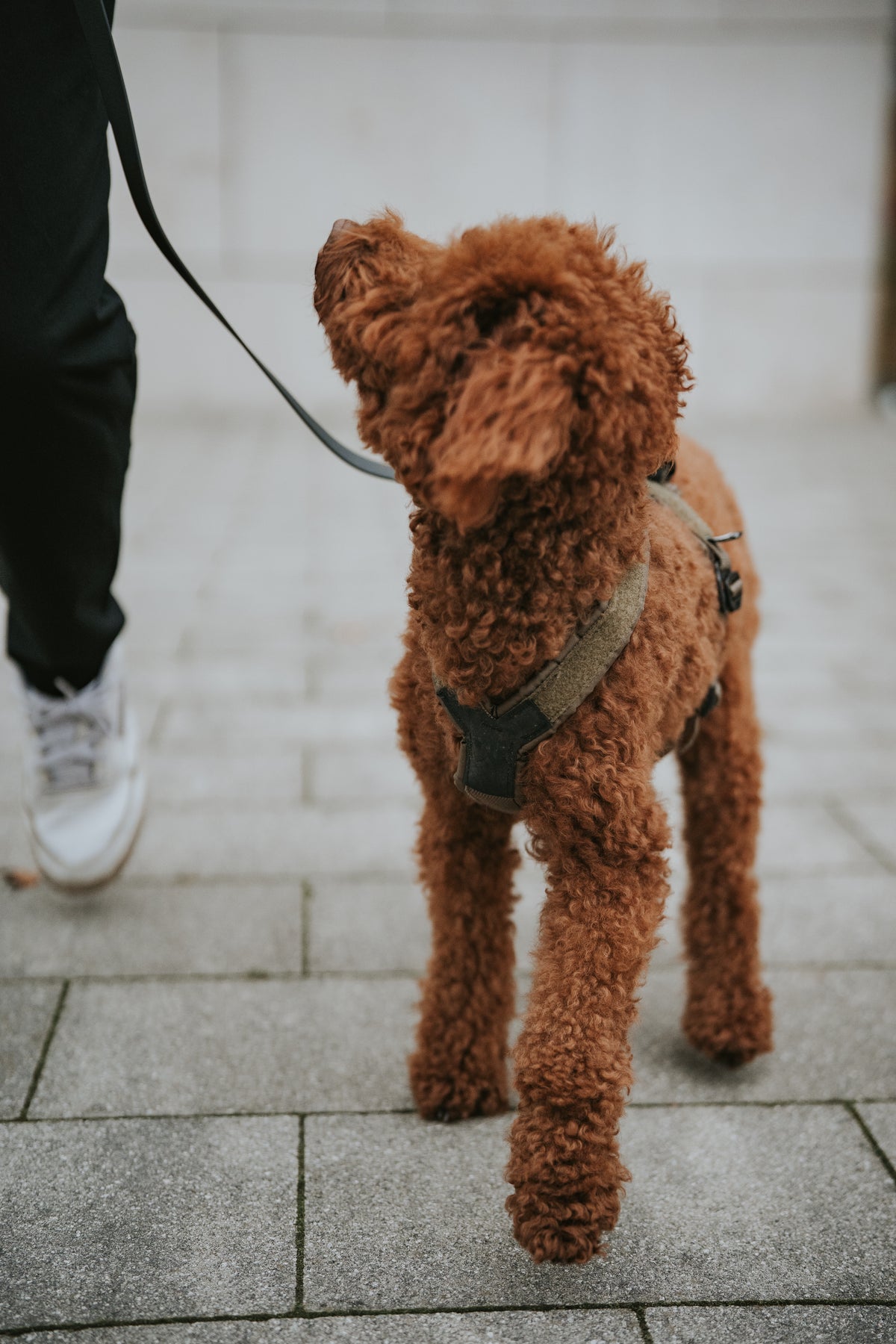 Non-Stop Dogwear Line harness Grip WD Hundegeschirr Ausrüstung für Hundesport