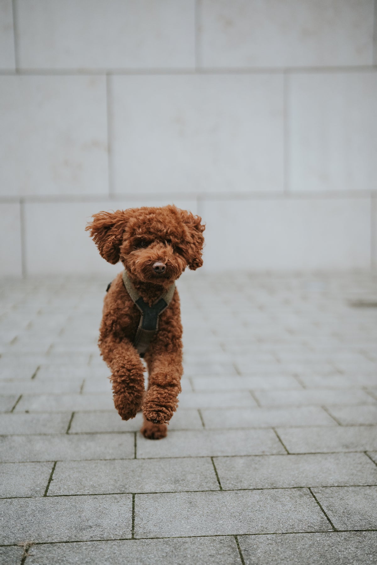 Non-Stop Dogwear Line harness Grip WD Hundegeschirr Geschirr für Hunde gepolstert