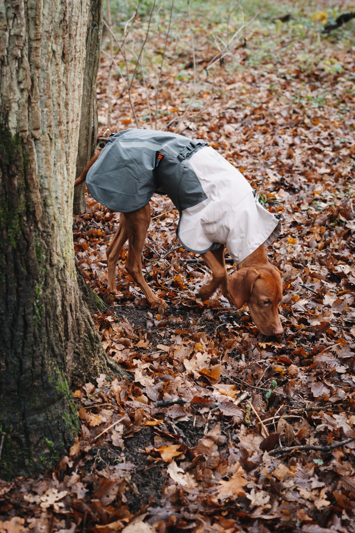 Non-stop dogwear® Fjord Raincoat 2.0 Grey Regenmantel für Hunde wasserdicht 