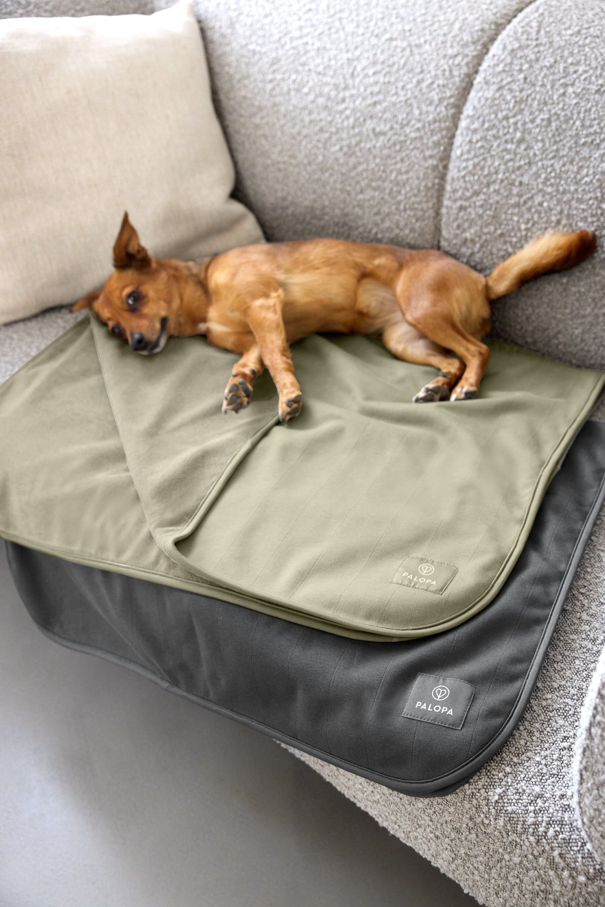 PALOPA Hunde Schmutzfangmatte Benti Grün Hundereinigungstuch