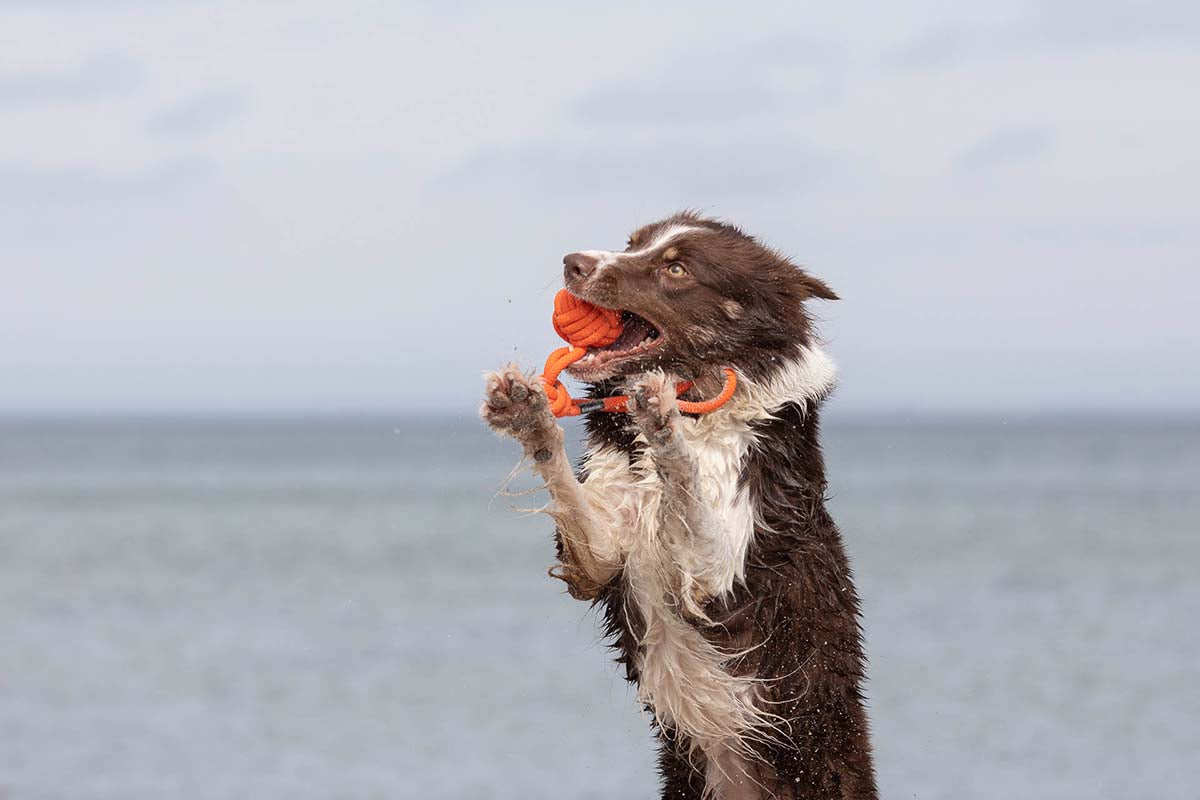 Treusinn Eco Tau-Spielzeug Bolly Orange Spielzeug für Hunde Apportieren mit Hund