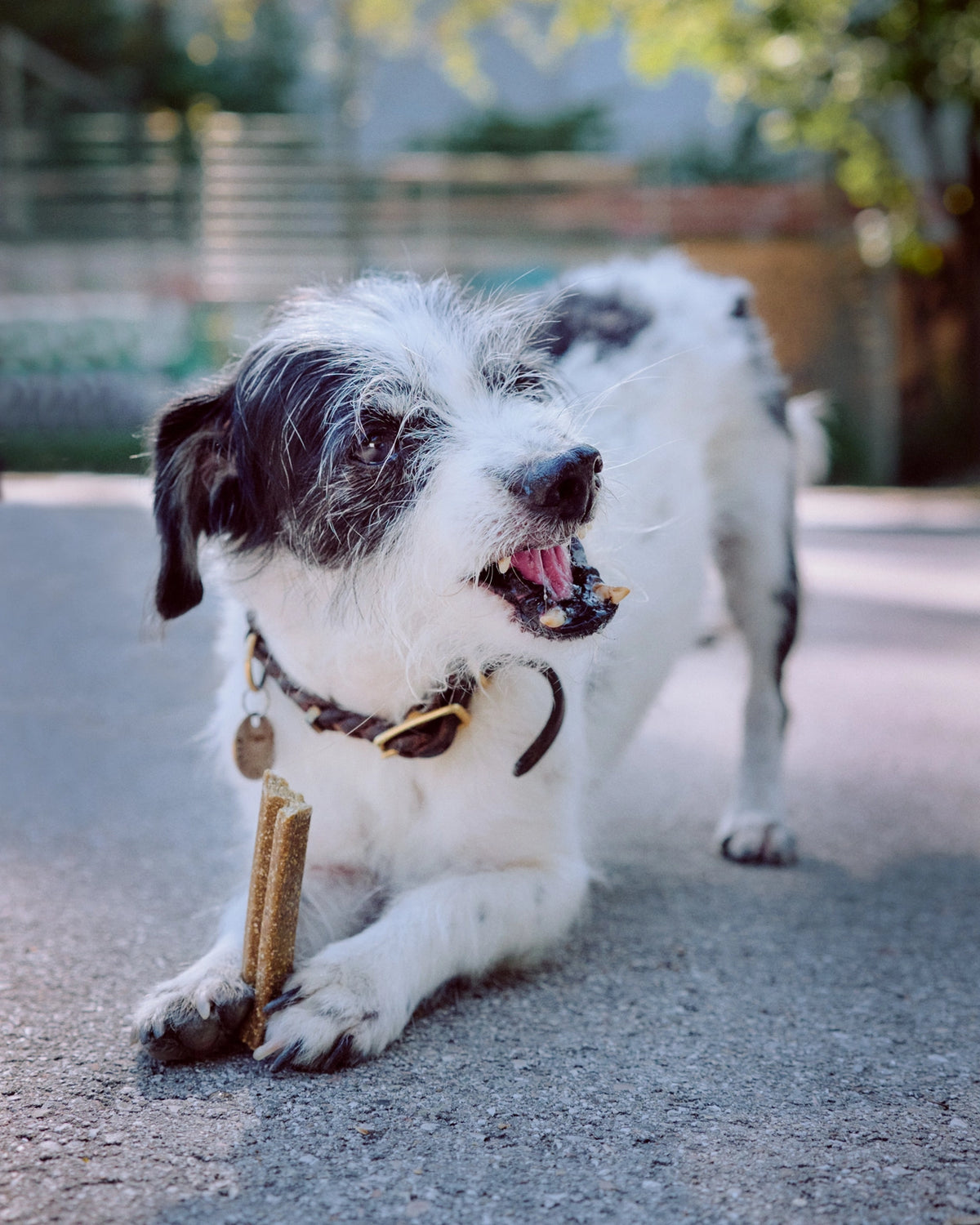 VEGDOG Mobilities Hundeleckerli vegan