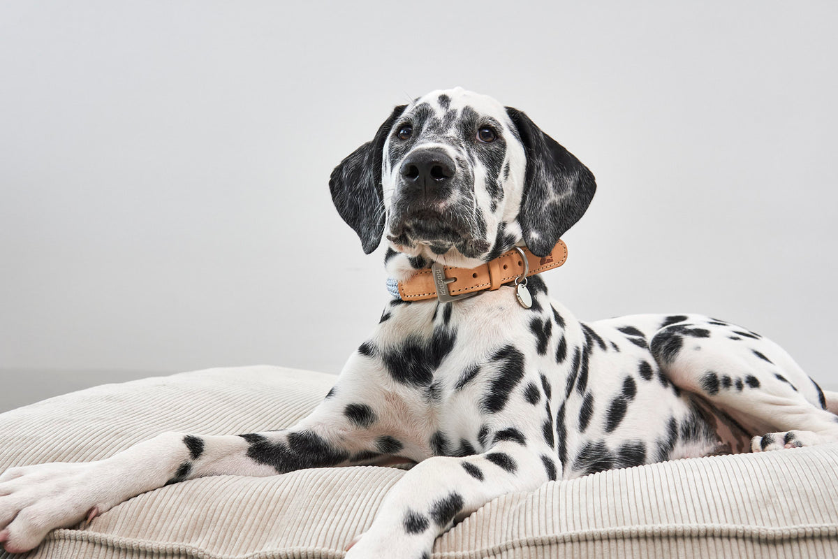 MiaCara Cordo Hundekissen Greige Hundekissen
