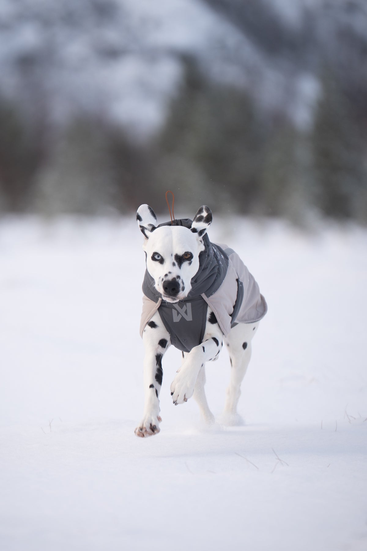 Non-stop dogwear® Glacier Wool Jacket 3.0 Gray Hundewintermantel wasserabweisend
