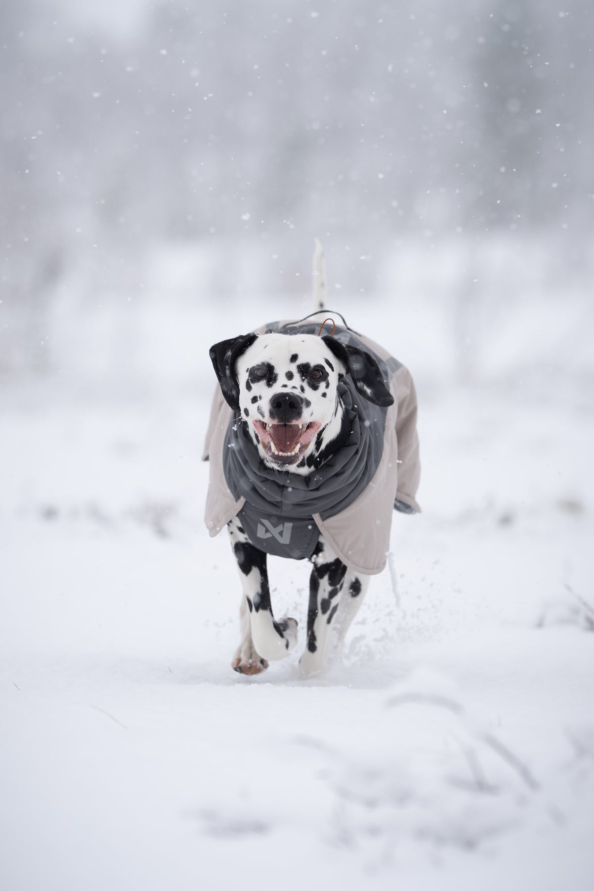 Non-stop dogwear® Glacier Wool Jacket 3.0 Gray Hundewintermantel
