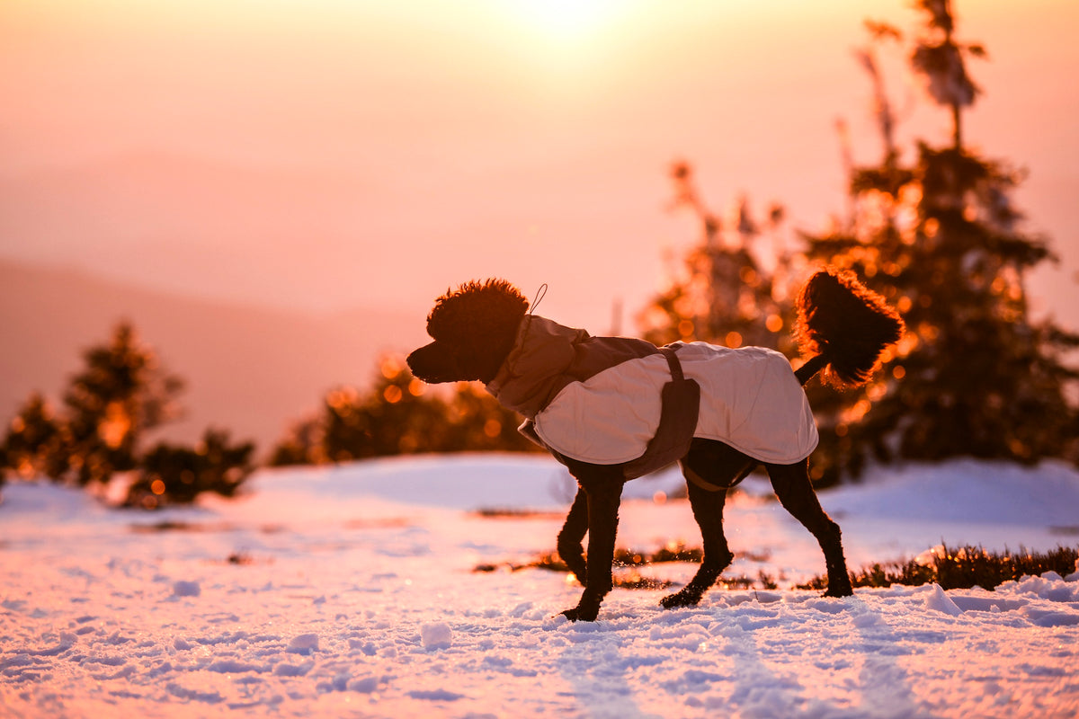 Non-stop dogwear® Glacier Wool Jacket 3.0 Gray Wintermantel für Hunde mit Beinschlaufen
